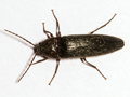 Melanotus castanipes